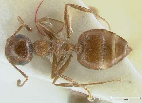 Image of Crematogaster moqorensis Pisarski 1967