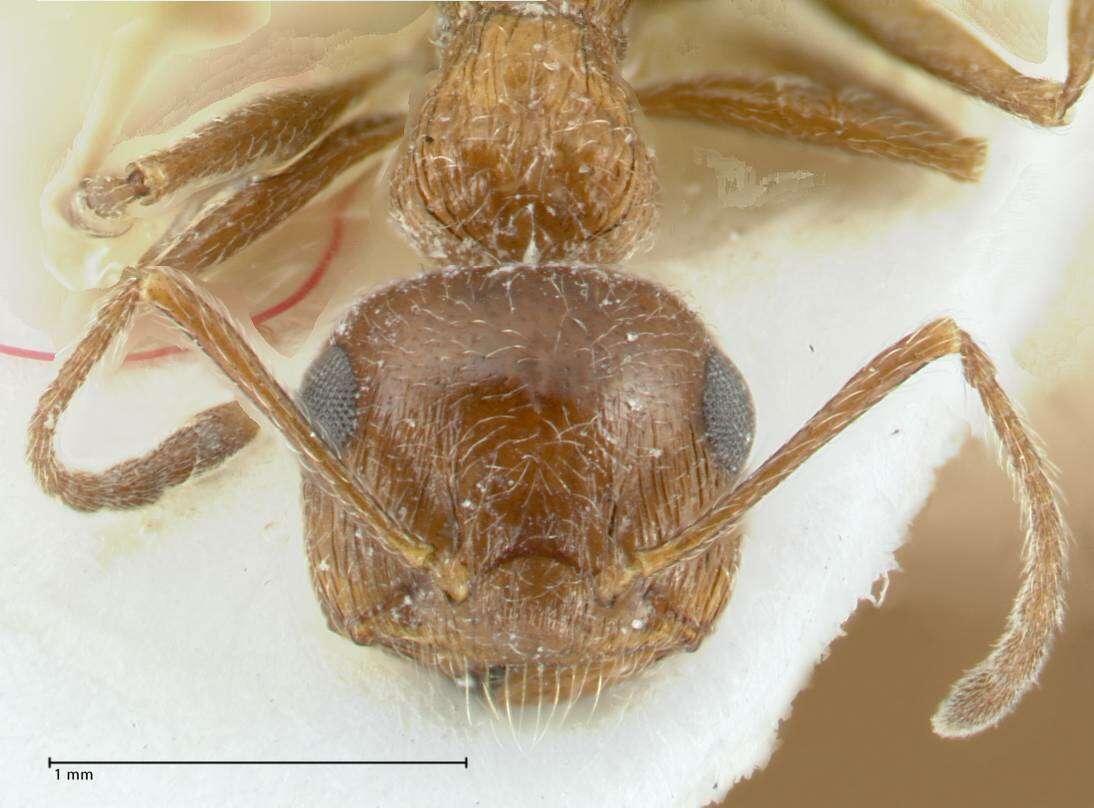 Слика од Crematogaster moqorensis Pisarski 1967