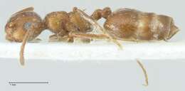 Image of Crematogaster moqorensis Pisarski 1967