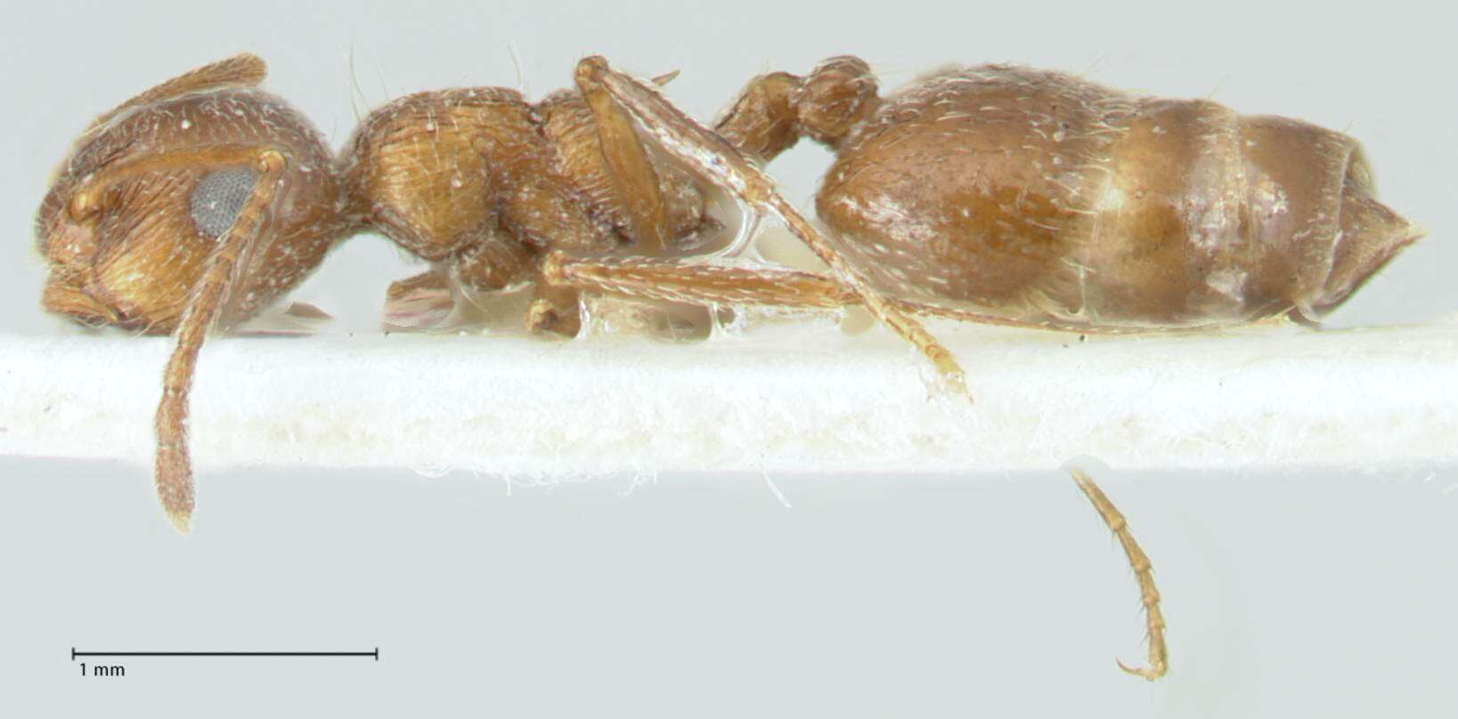 Image of Crematogaster moqorensis Pisarski 1967