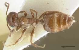 Image of Crematogaster moqorensis Pisarski 1967