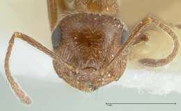 Image of Crematogaster moqorensis Pisarski 1967