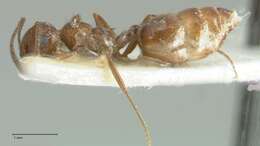 Image of Crematogaster moqorensis Pisarski 1967