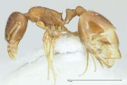 Image de Temnothorax monjauzei