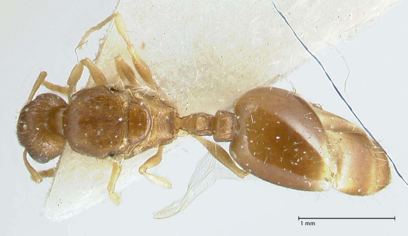 Image de Temnothorax monjauzei