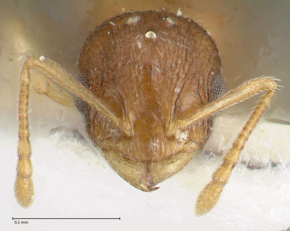 Image de Temnothorax monjauzei