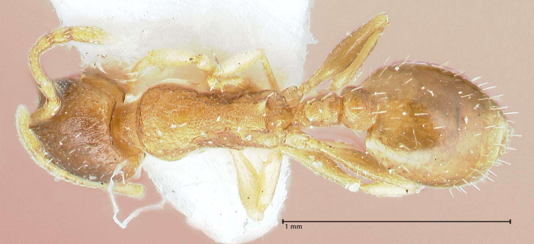 Image de Temnothorax monjauzei