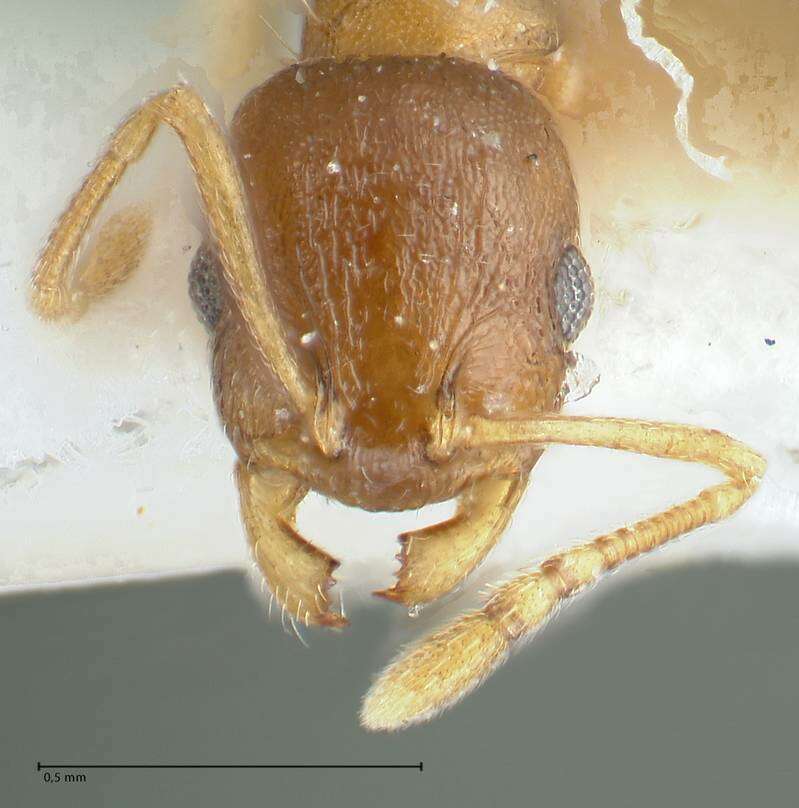 Image de Temnothorax monjauzei