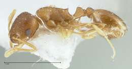 Image de Temnothorax monjauzei