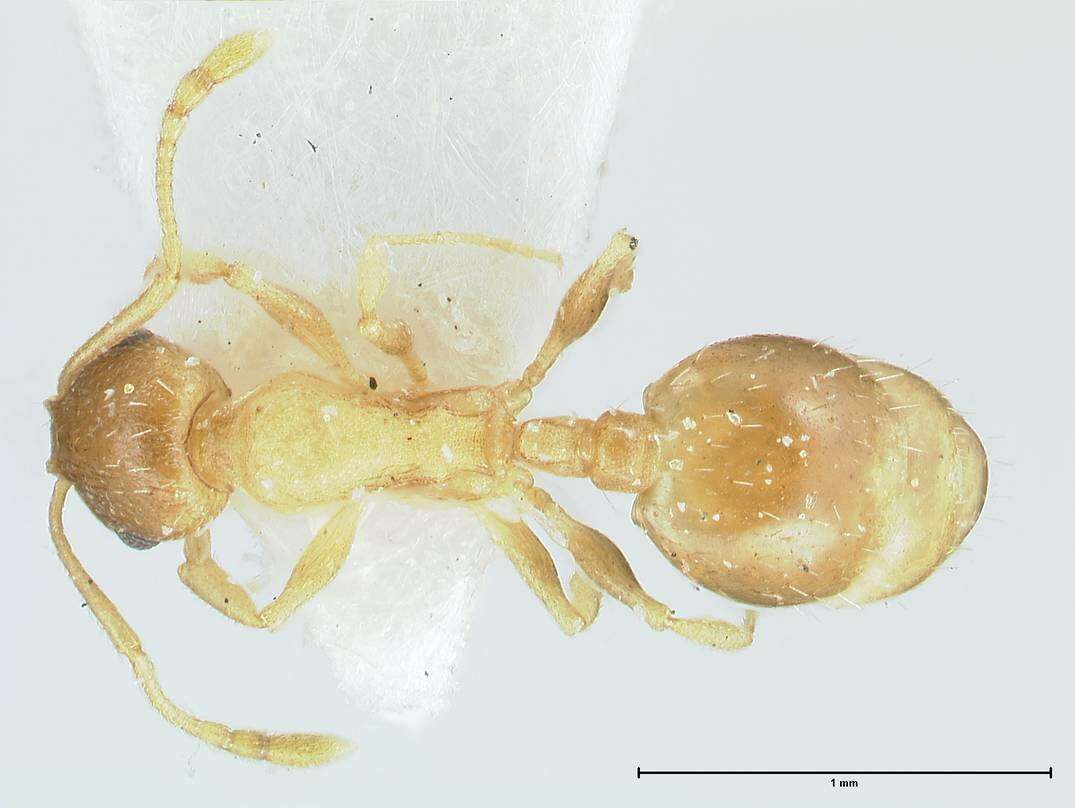 Image de Temnothorax monjauzei