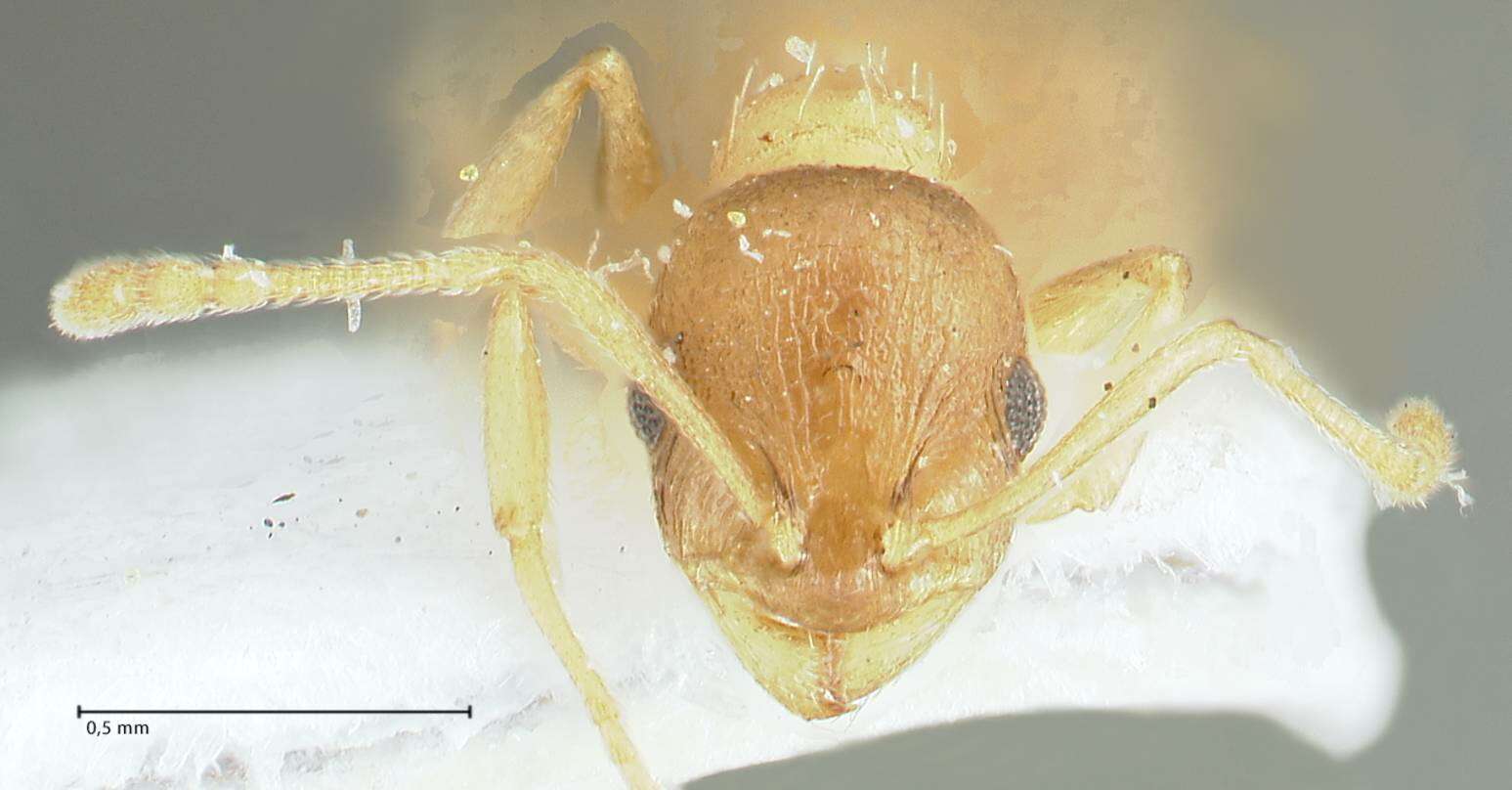 Image de Temnothorax monjauzei