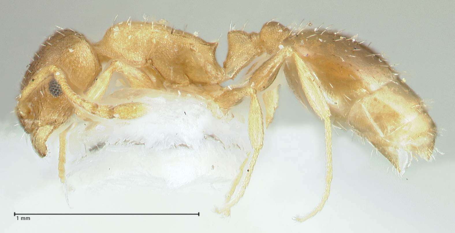 Image de Temnothorax monjauzei