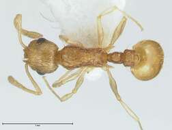 Image of Temnothorax nordmeyeri