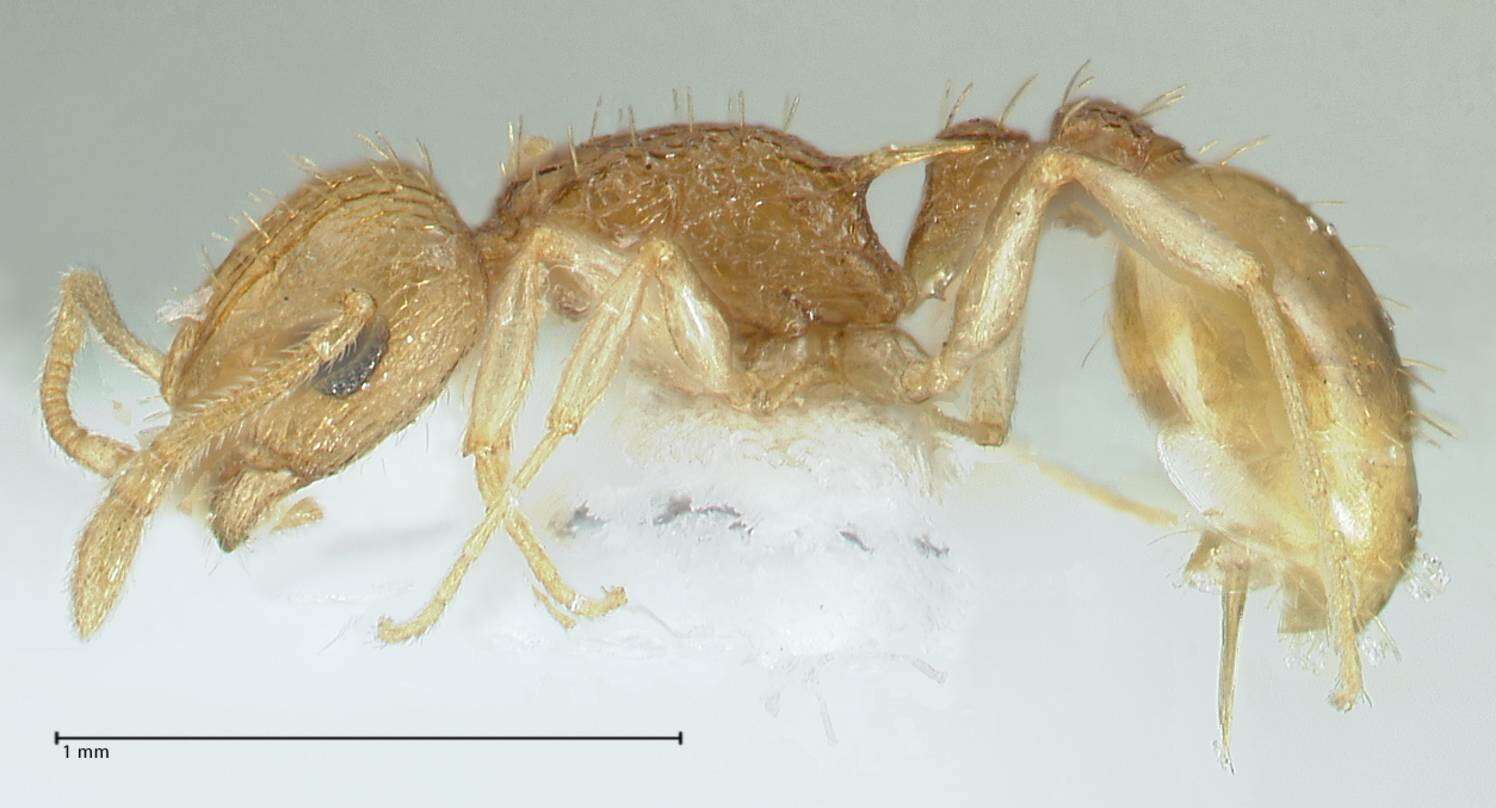 Image of Temnothorax nordmeyeri