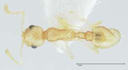 Image of Temnothorax nordmeyeri