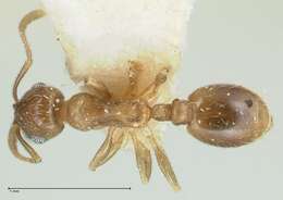 Image of Temnothorax caesari