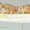 Image of Temnothorax crepuscularis