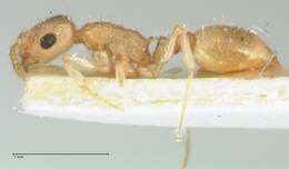 Image of Temnothorax crepuscularis