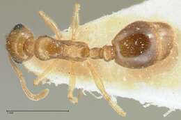 Image of Temnothorax universitatis