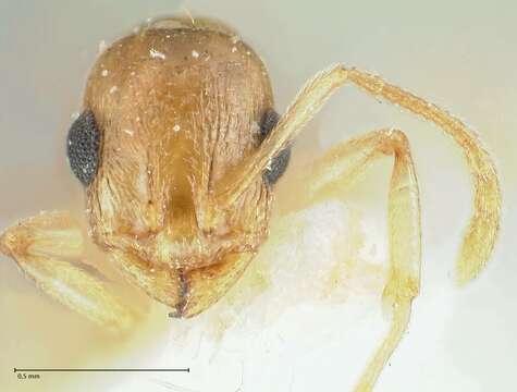 Image of Temnothorax universitatis