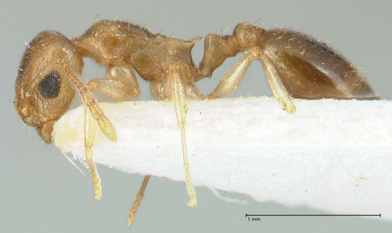 Image of Temnothorax universitatis