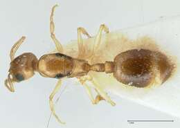 Image of Temnothorax universitatis