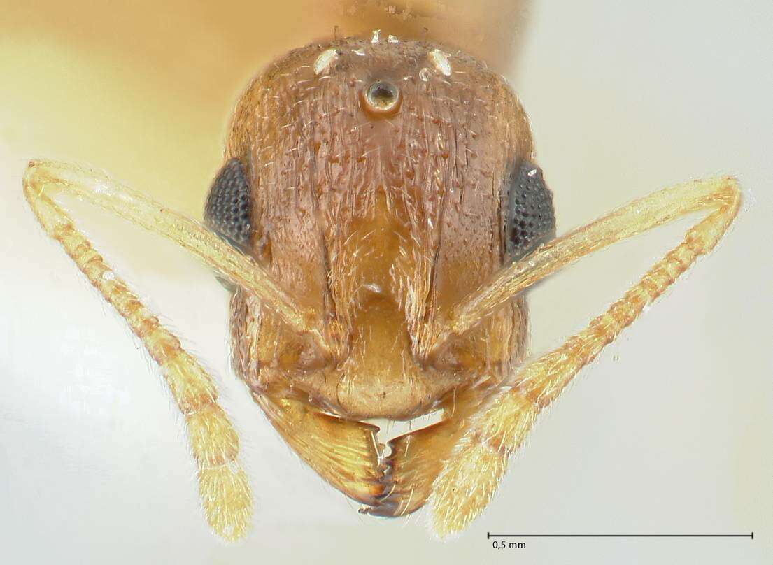 Image of Temnothorax universitatis