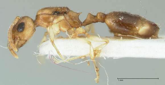 Image of Temnothorax universitatis