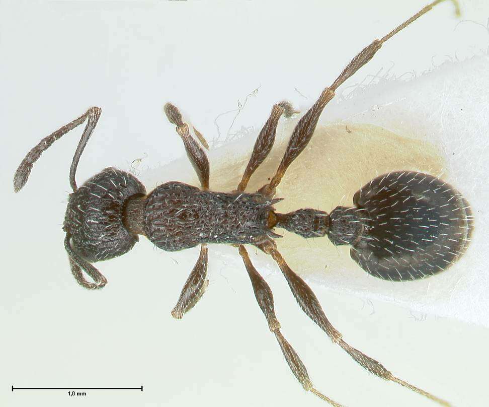 Image of Temnothorax ditifet