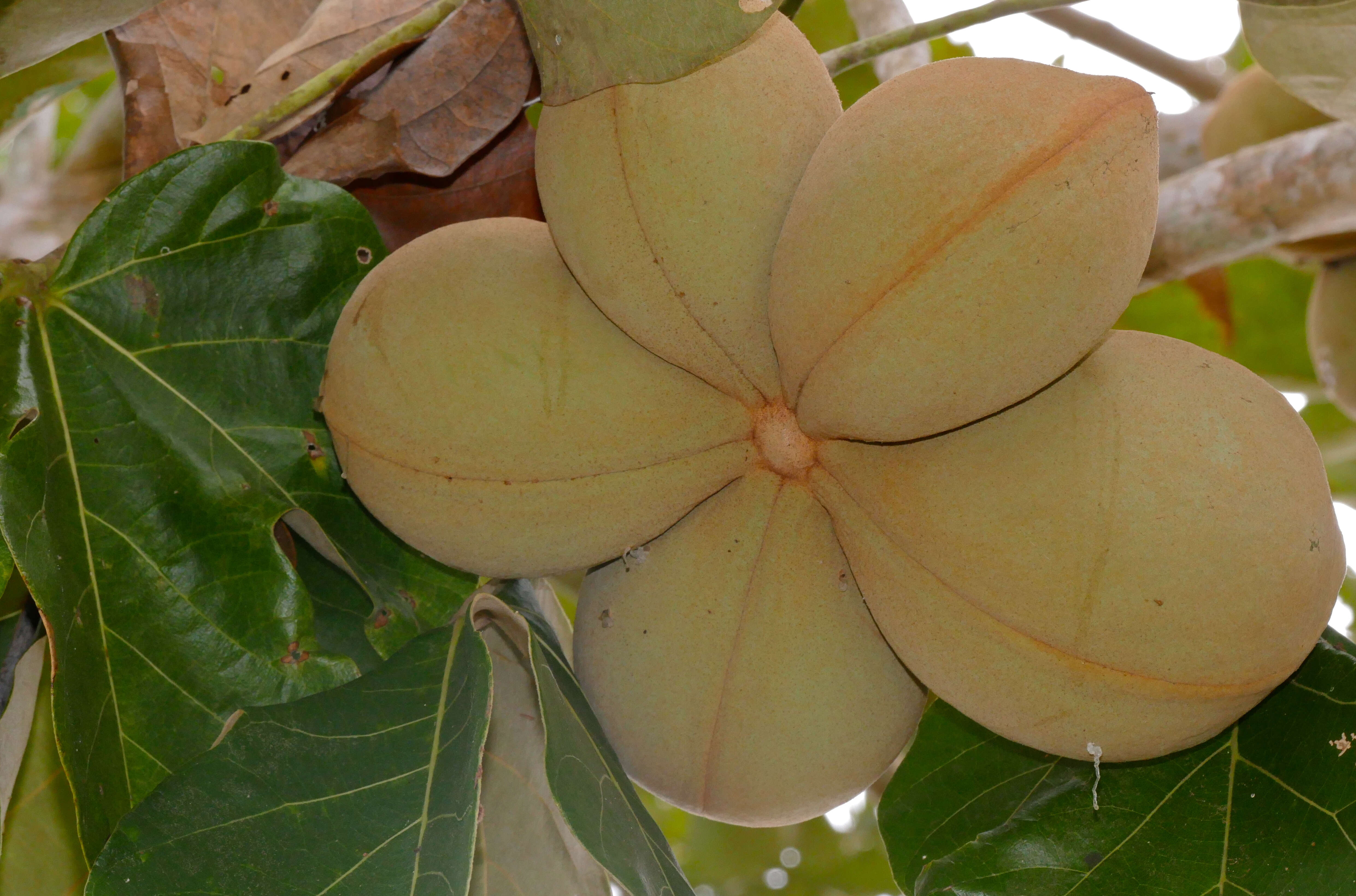 Image of Panama tree