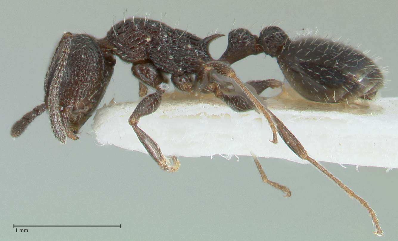 Image of Temnothorax ditifet