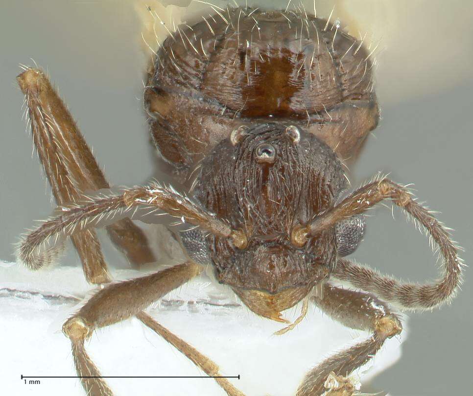 Myrmica indica Weber 1950的圖片