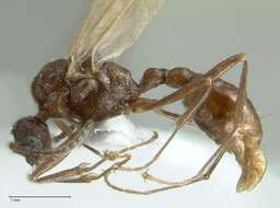 Myrmica indica Weber 1950的圖片