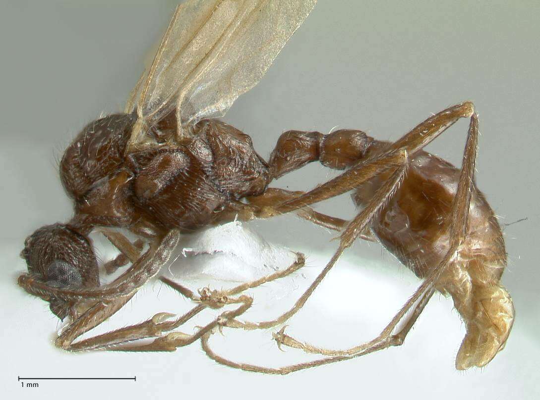 Myrmica indica Weber 1950的圖片