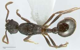 Image of Myrmica inezae Forel 1902