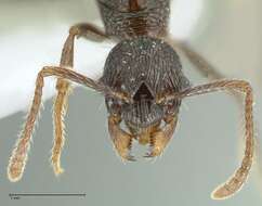 Image of Myrmica inezae Forel 1902