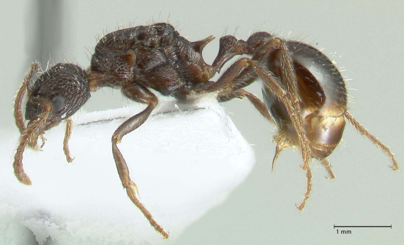 Image of Myrmica inezae Forel 1902