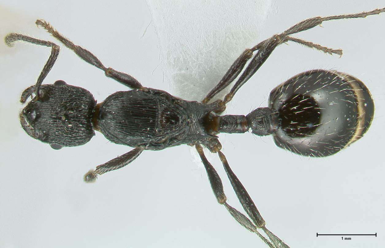 Image of Myrmica hecate