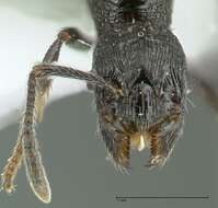 Image of Myrmica hecate