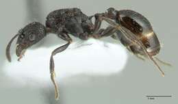 Image of Myrmica hecate