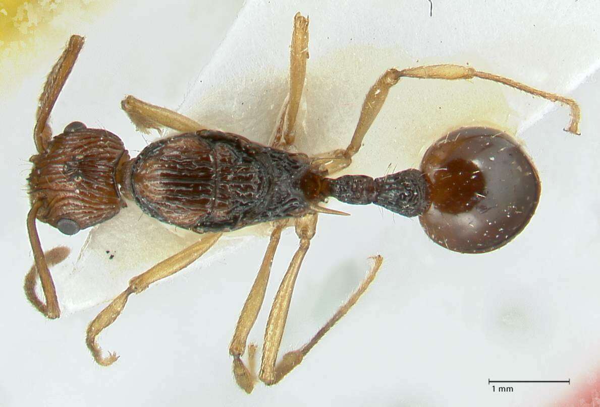 Plancia ëd Myrmica ritae Emery 1889