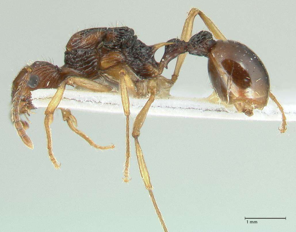 Plancia ëd Myrmica ritae Emery 1889