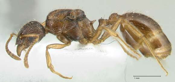 Image of Myrmica wardi