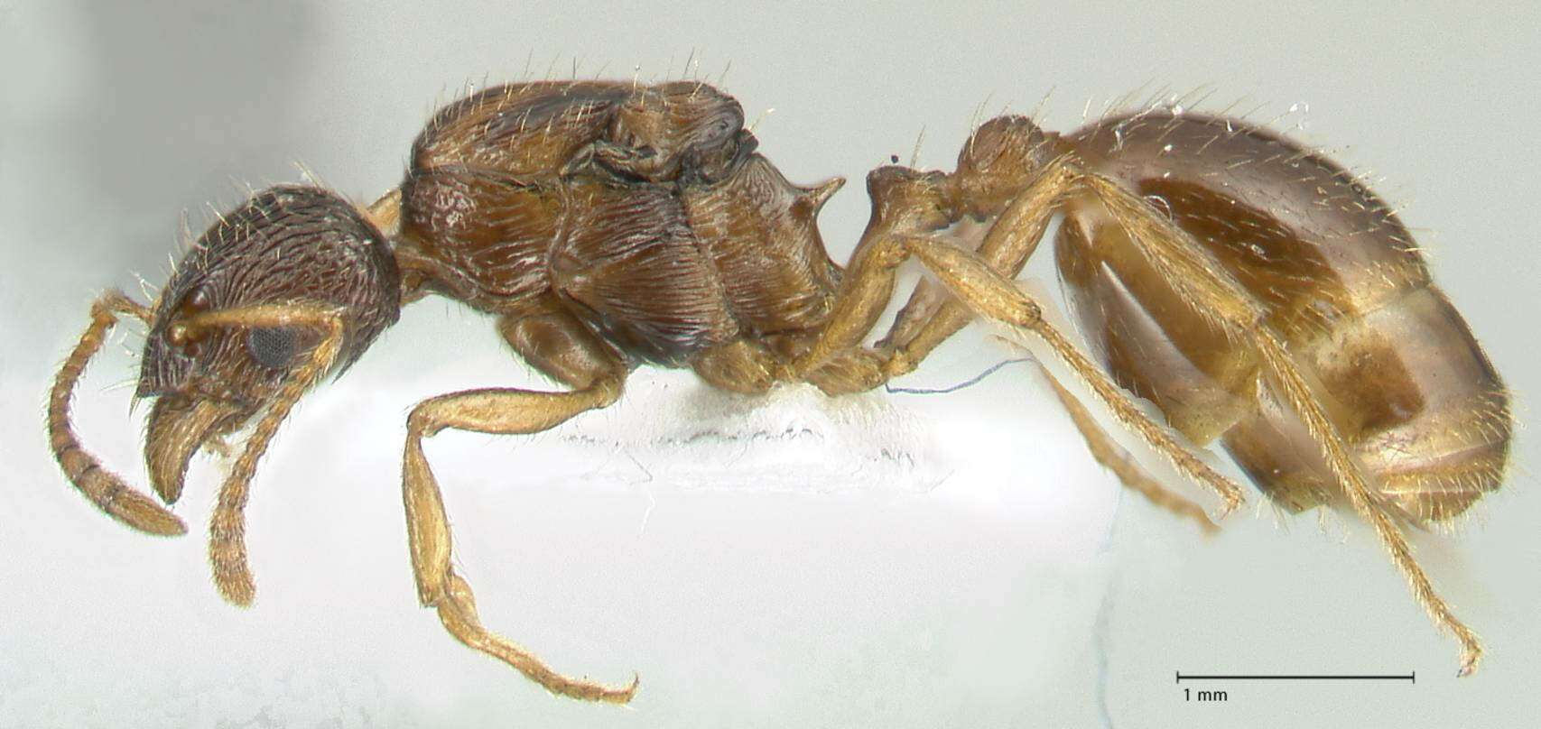 Image of Myrmica wardi