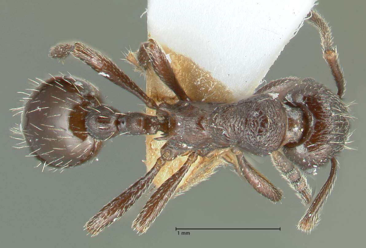 Image of Myrmica wardi