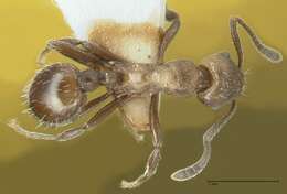 Image of Myrmica wardi