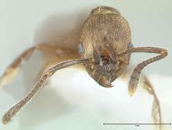 Image of Myrmica wardi