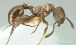 Image of Myrmica wardi