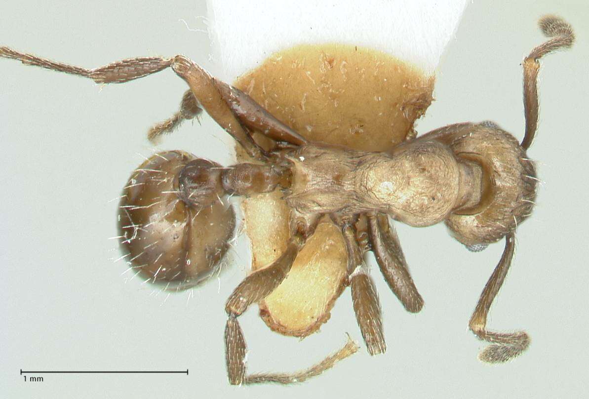 Image of Myrmica wardi