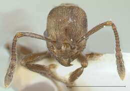 Image of Myrmica wardi